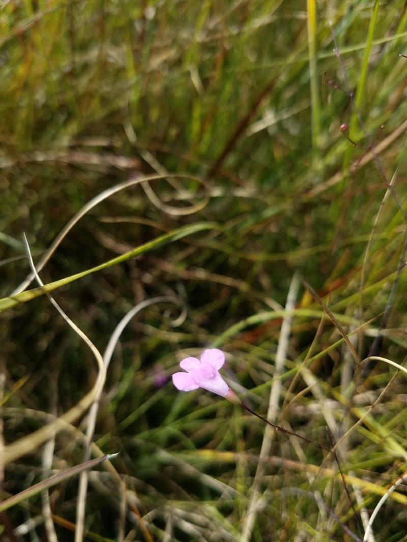 Jackson False Foxglove photo 4