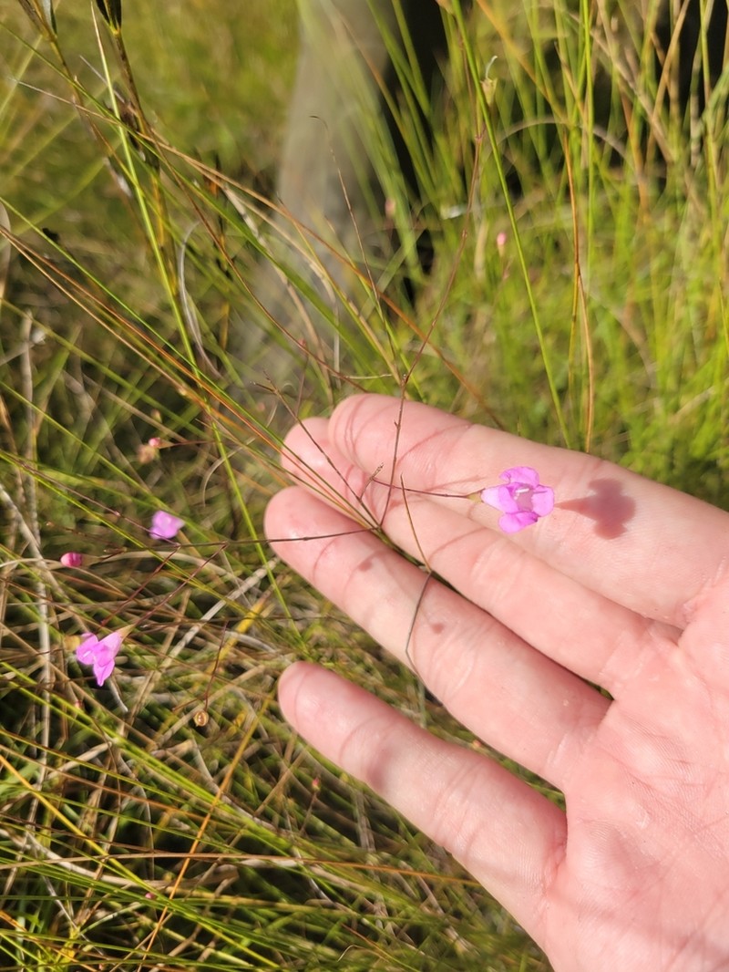 Jackson False Foxglove photo 5