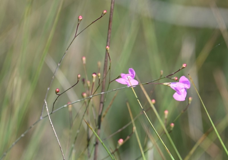 Jackson False Foxglove photo 6