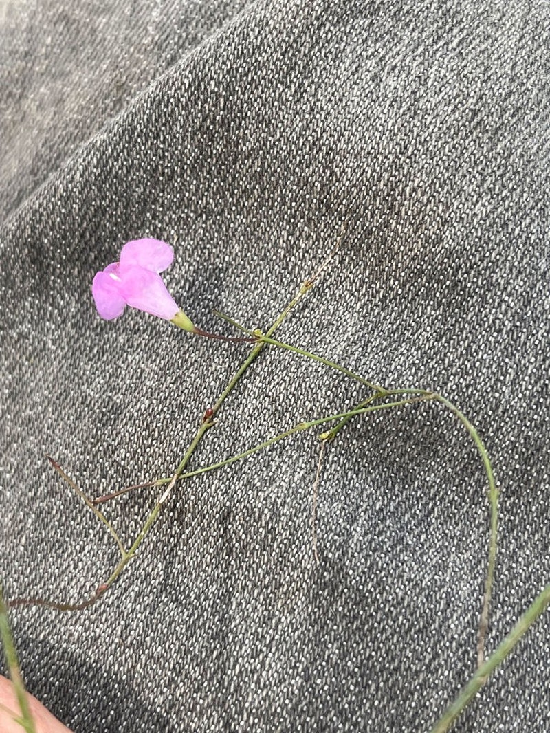 Jackson False Foxglove photo 7