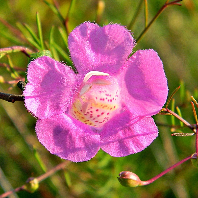 Seminole False Foxglove