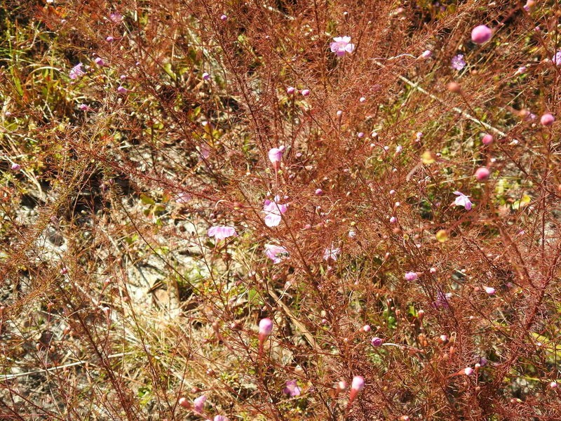 Seminole False Foxglove photo 3