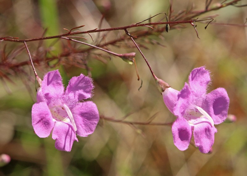 Seminole False Foxglove photo 4