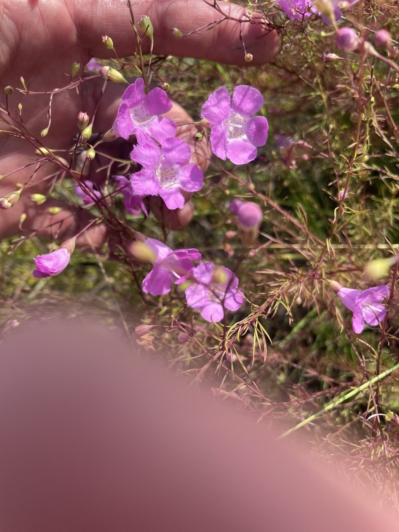Seminole False Foxglove photo 5
