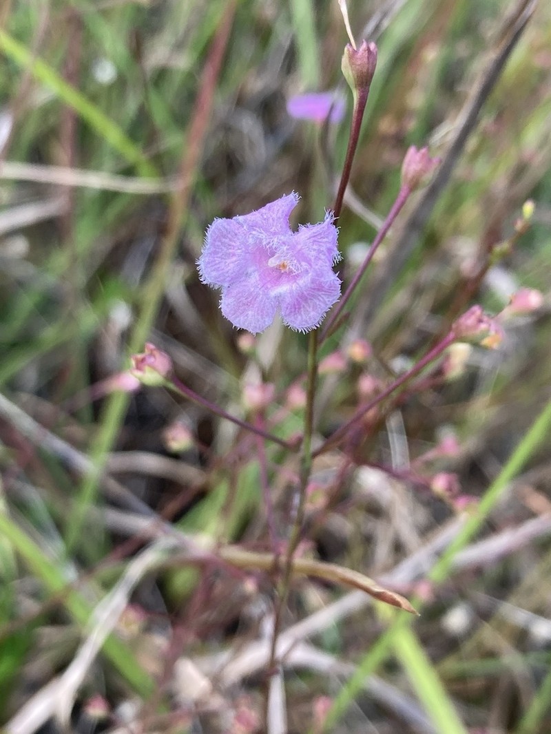 Seminole False Foxglove photo 6