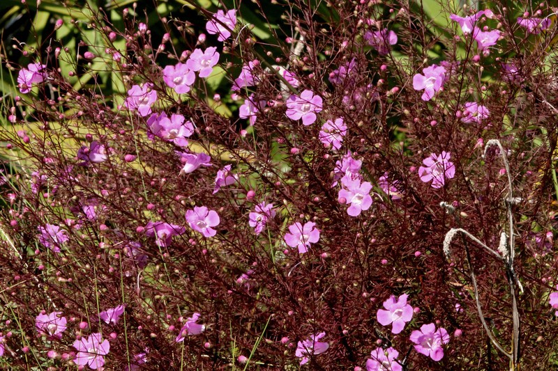 Seminole False Foxglove photo 7