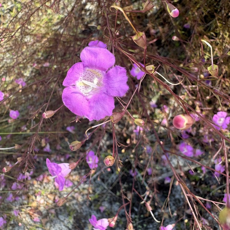 Seminole False Foxglove photo 8
