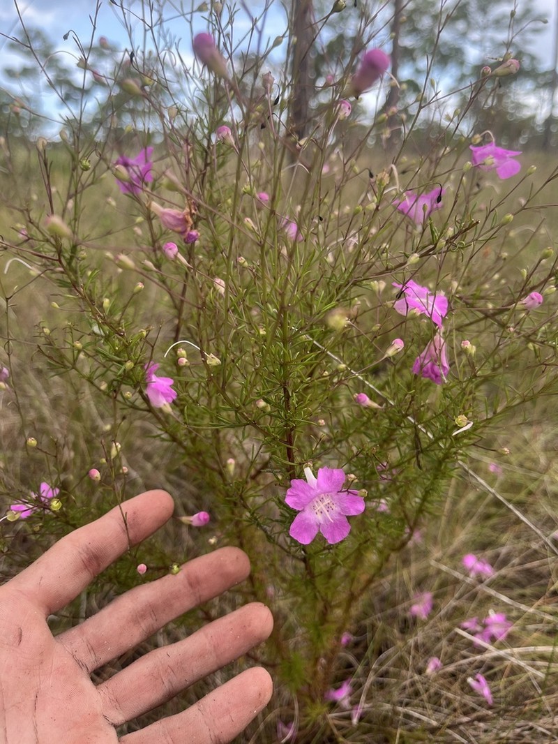 Seminole False Foxglove photo 9