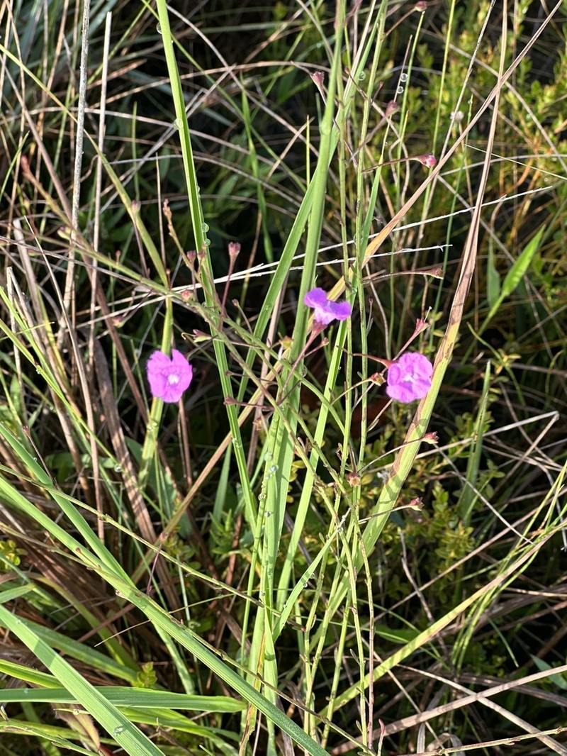 Hampton False Foxglove