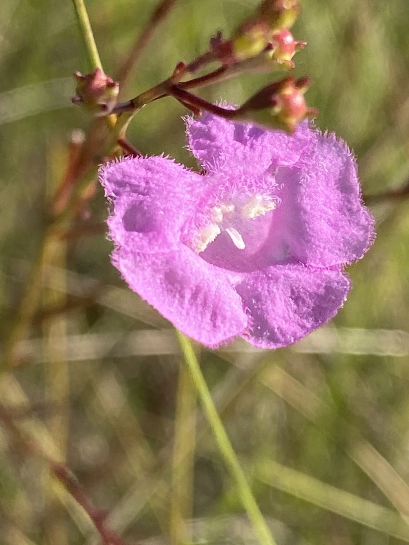 Hampton False Foxglove photo 2