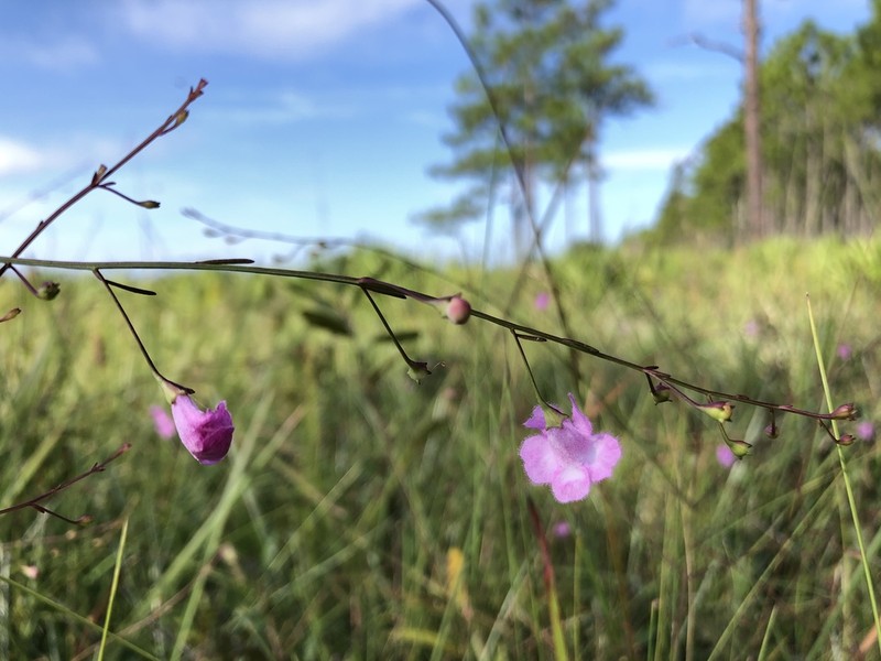 Hampton False Foxglove photo 3