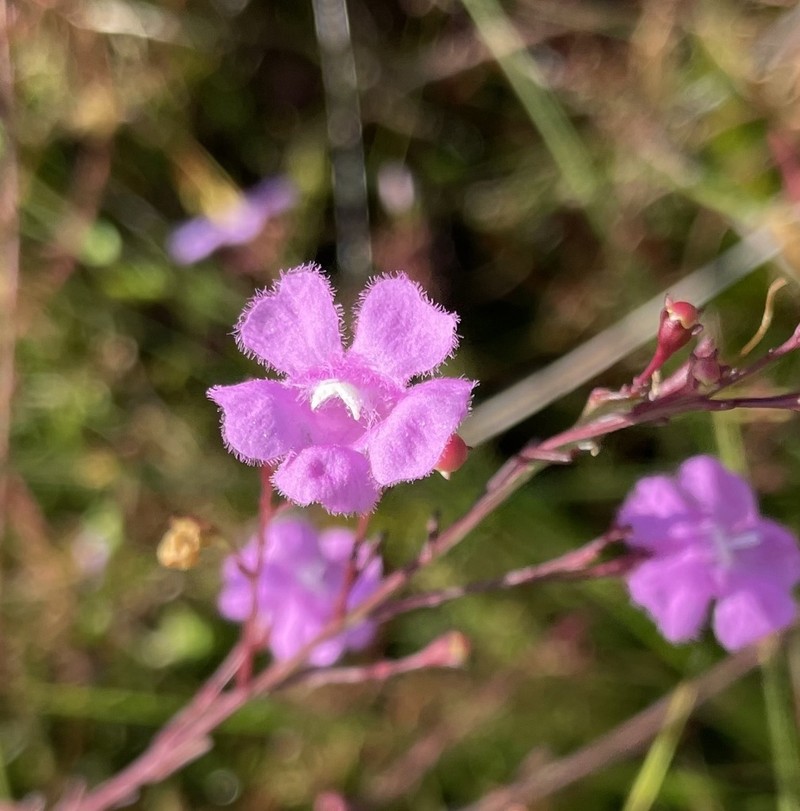 Hampton False Foxglove photo 4