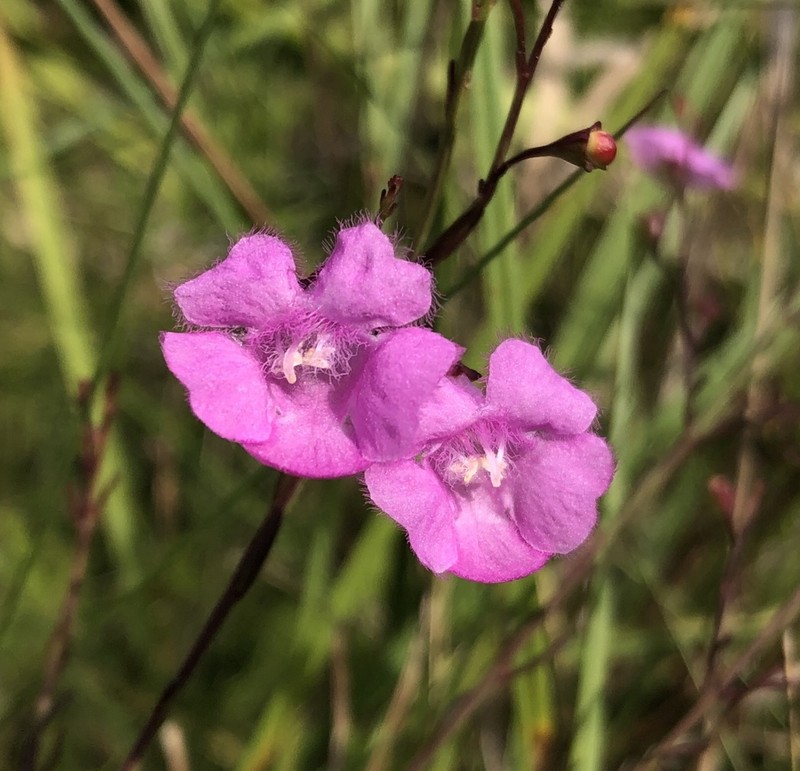 Hampton False Foxglove photo 5
