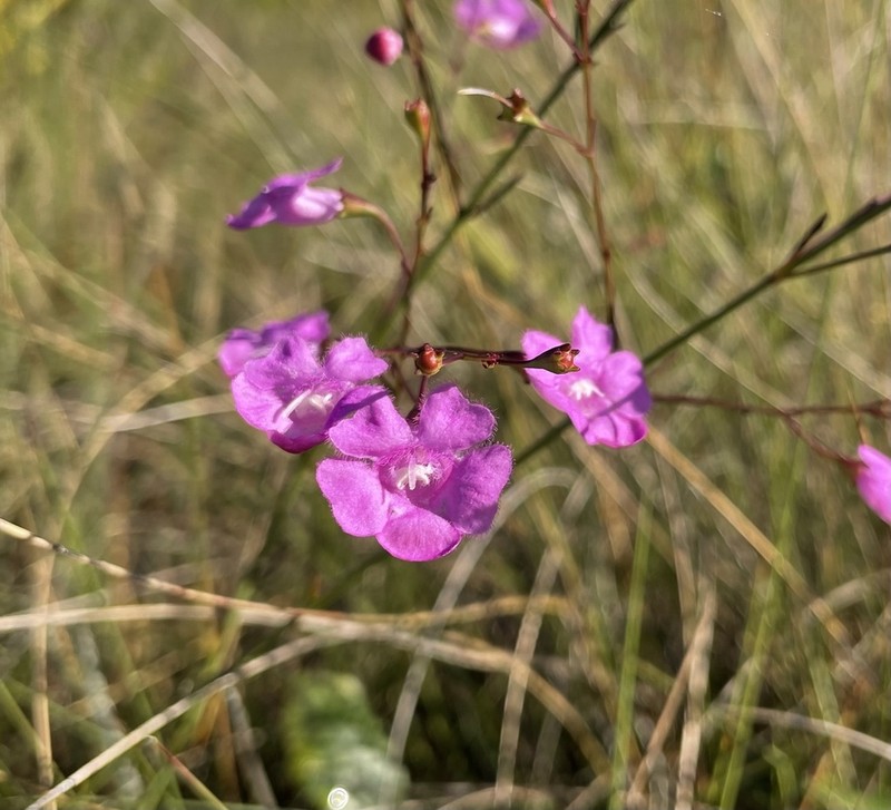 Hampton False Foxglove photo 6