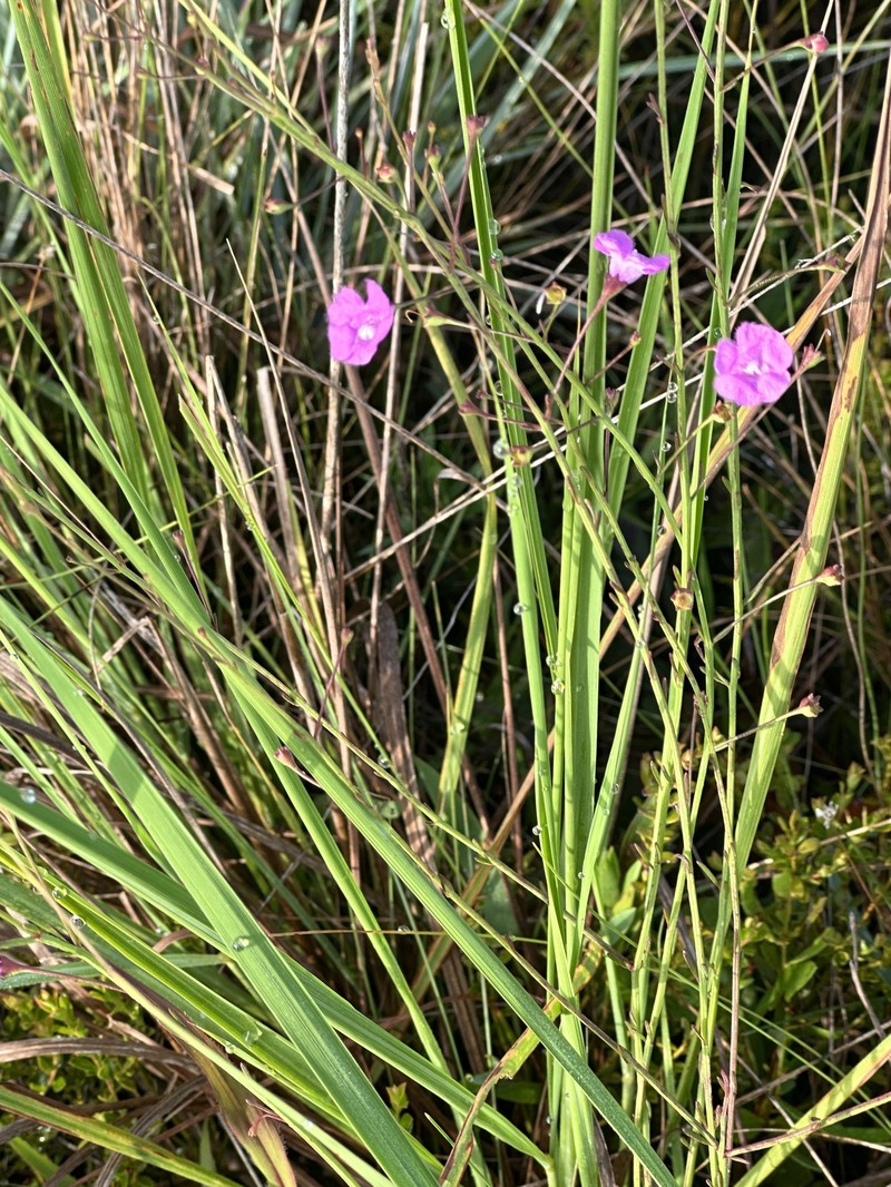 Hampton False Foxglove photo 7