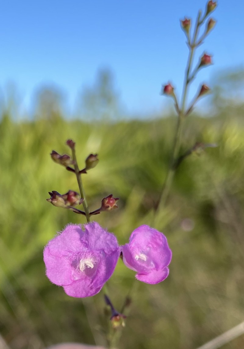 Hampton False Foxglove photo 8