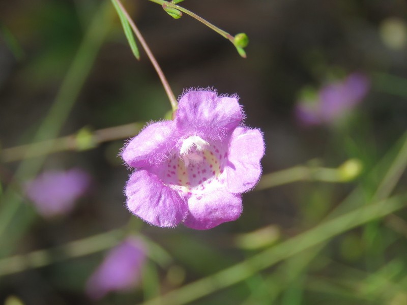Roundstem False Foxglove photo 2