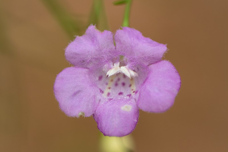 Roundstem False Foxglove photo 3