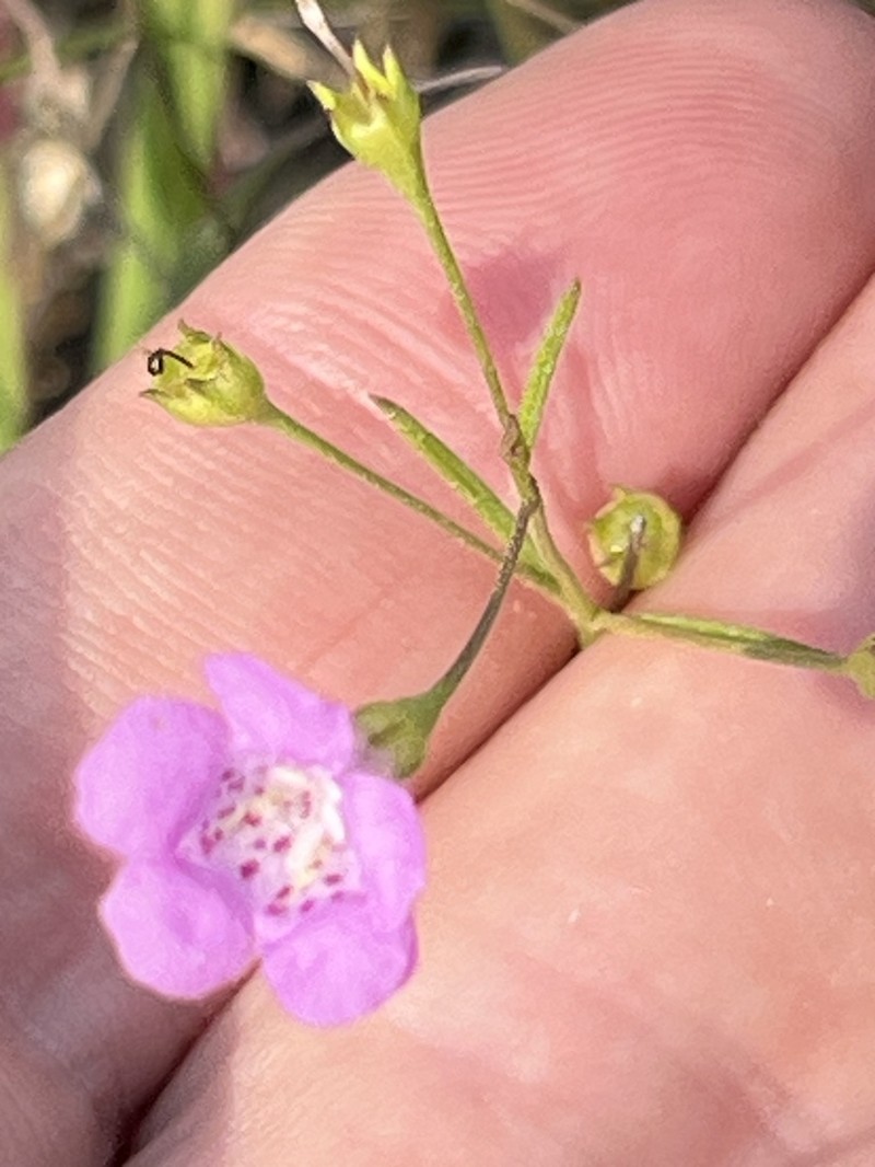 Roundstem False Foxglove photo 4