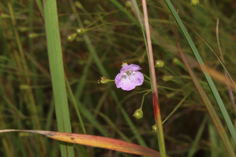 Roundstem False Foxglove photo 5