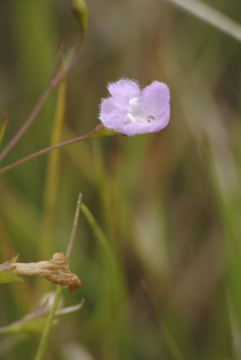 Roundstem False Foxglove photo 7