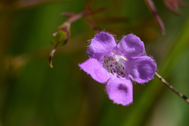 Roundstem False Foxglove photo 8