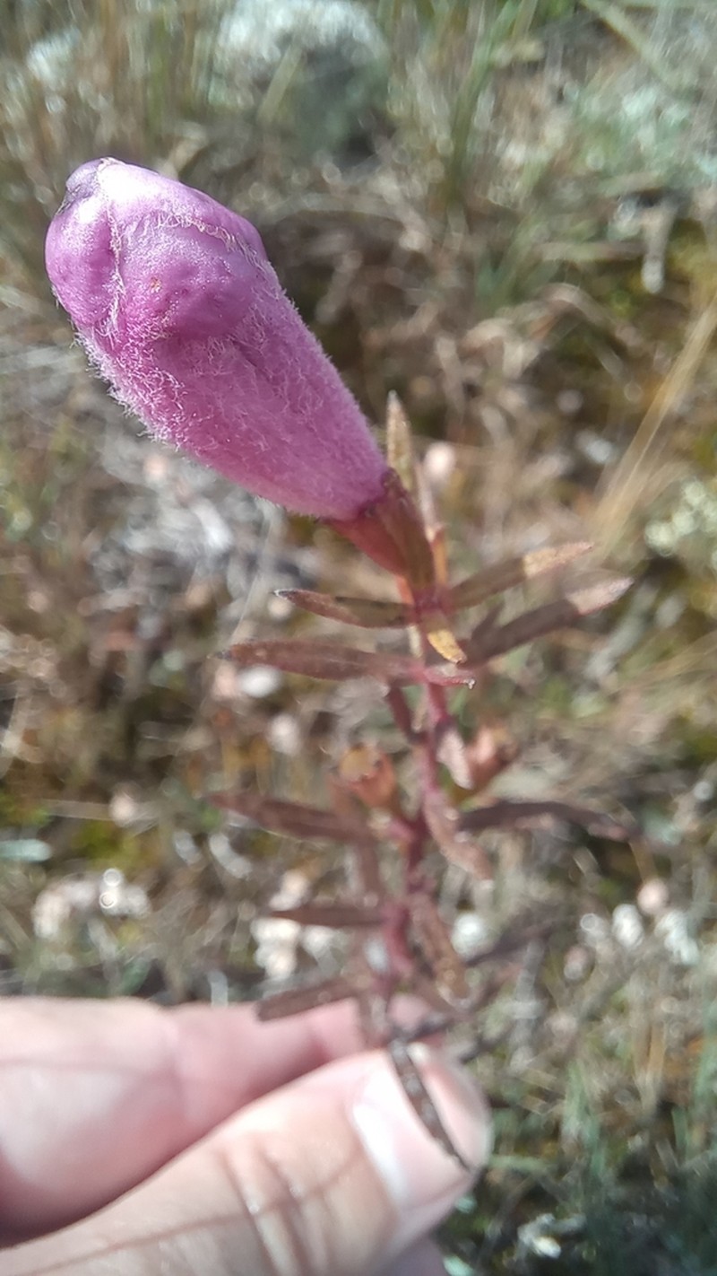 Agalinis genistifolia
