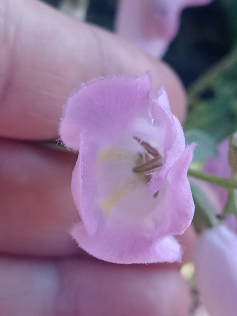 Agalinis genistifolia photo 2