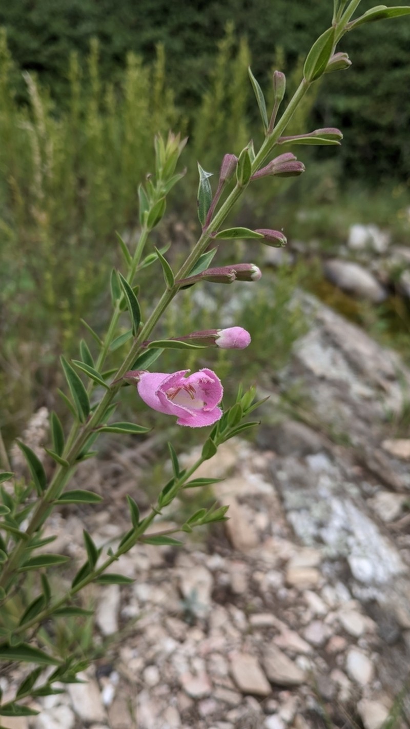 Agalinis genistifolia photo 3