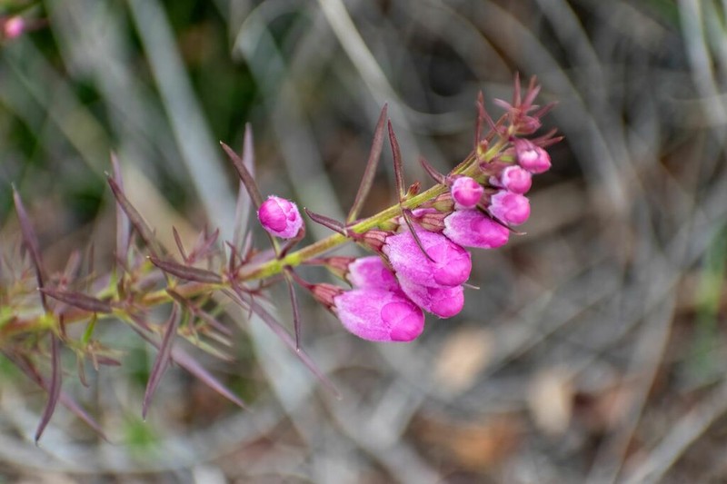 Agalinis genistifolia photo 4