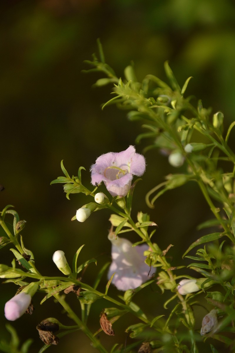 Agalinis genistifolia photo 5