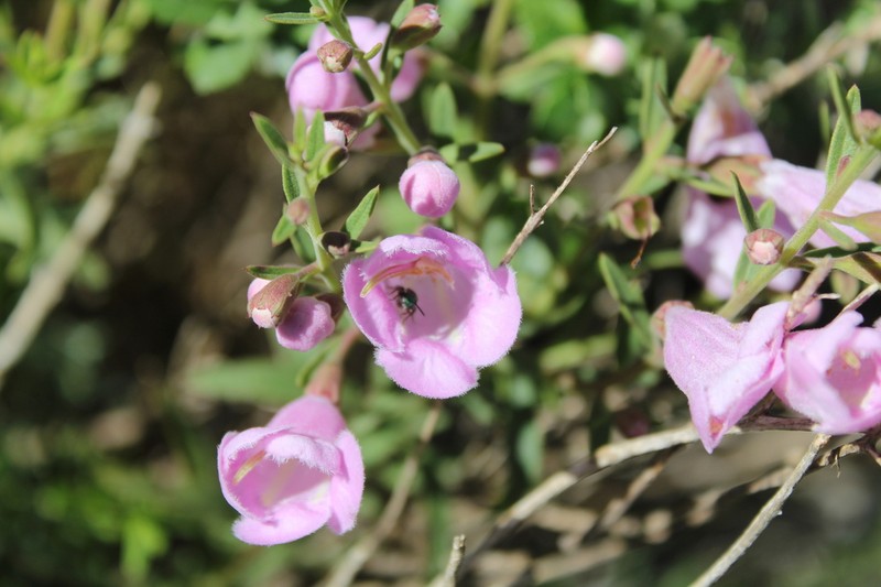 Agalinis genistifolia photo 6