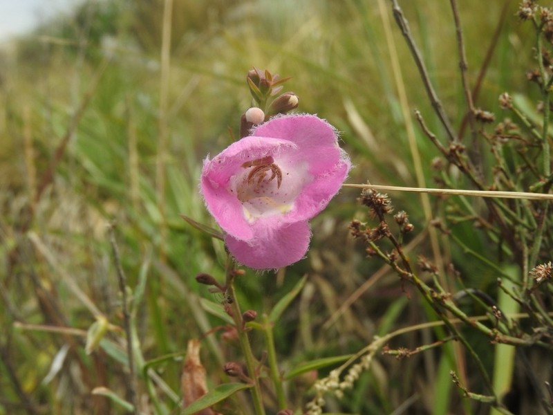 Agalinis genistifolia photo 7