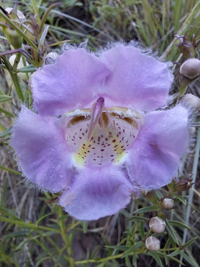 Agalinis genistifolia photo 8