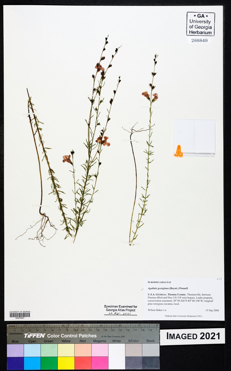 Agalinis georgiana photo 3