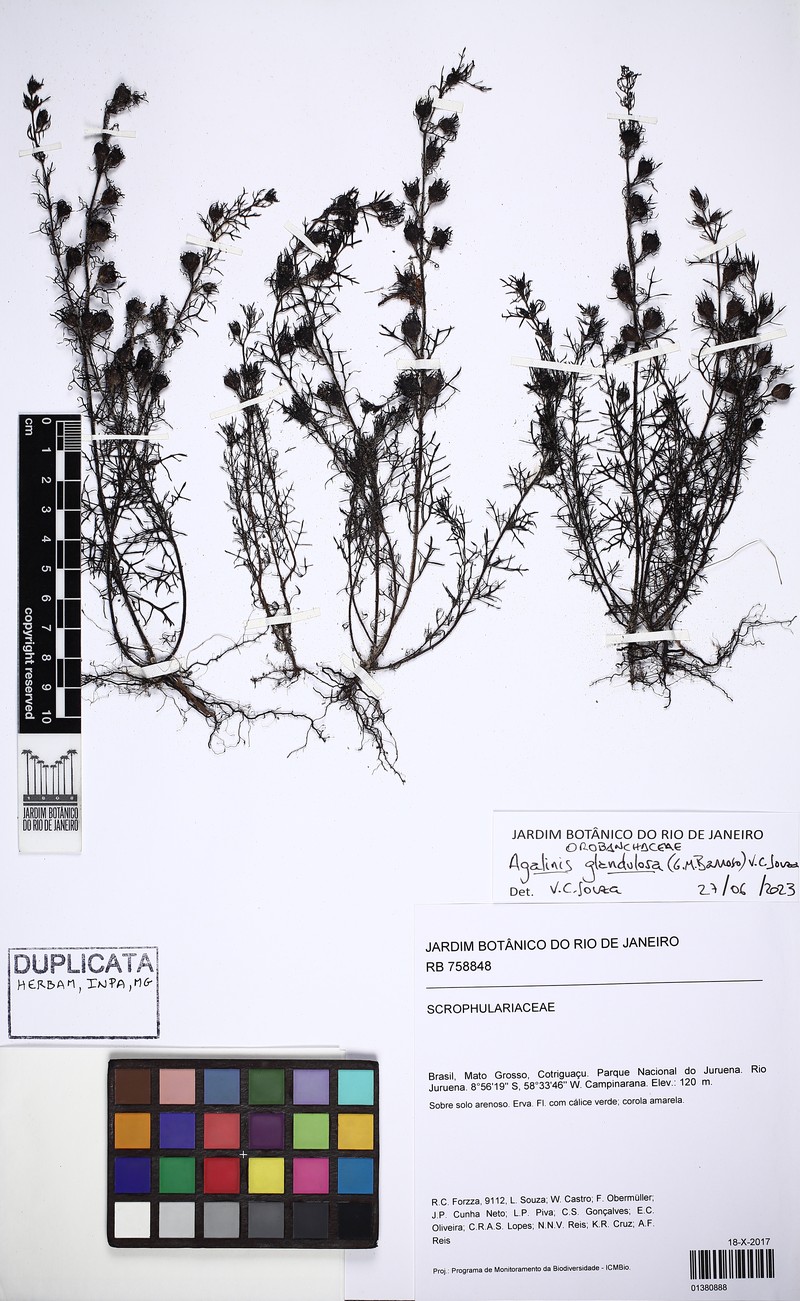 Agalinis glandulosa