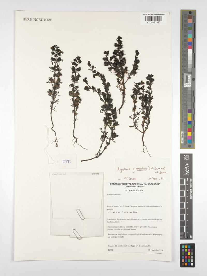 Agalinis glandulosa photo 2