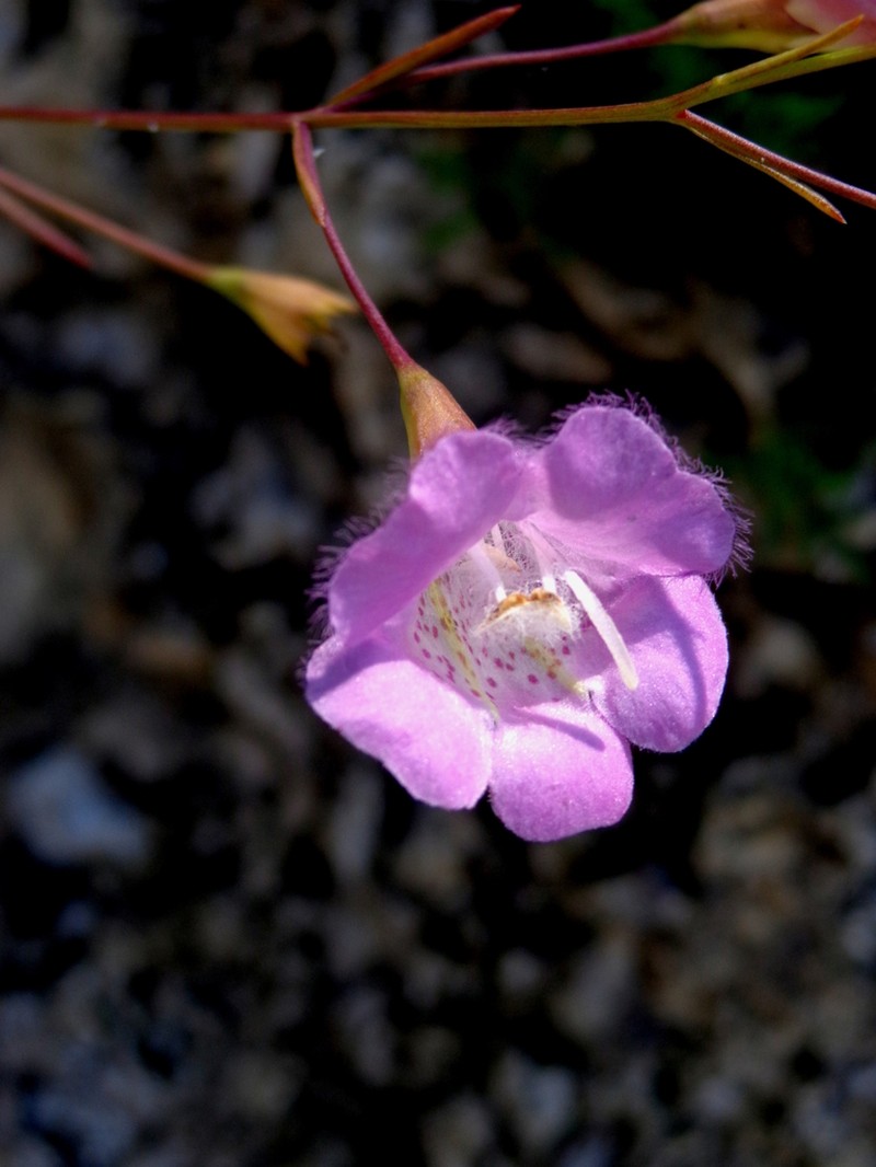 Agalinis gypsophila
