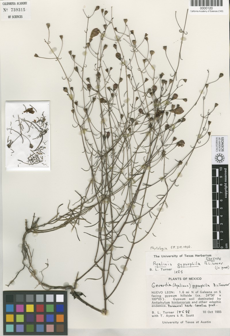 Agalinis gypsophila photo 3