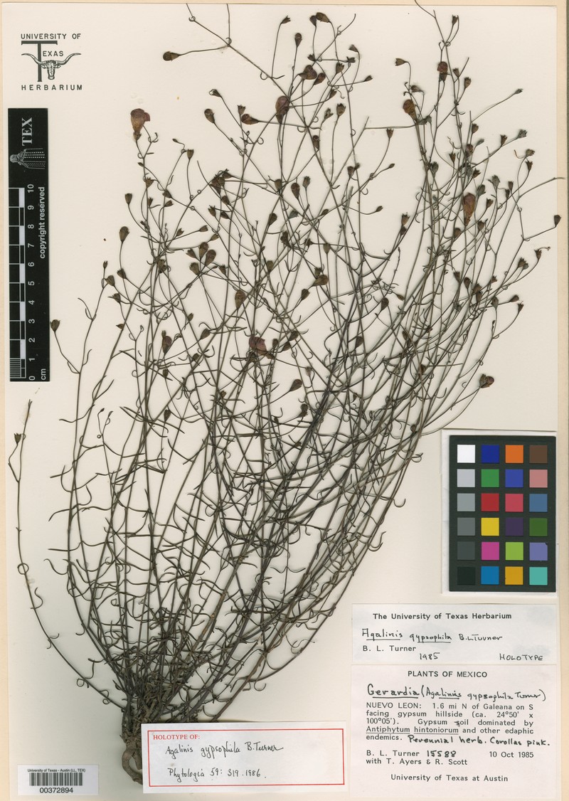 Agalinis gypsophila photo 4