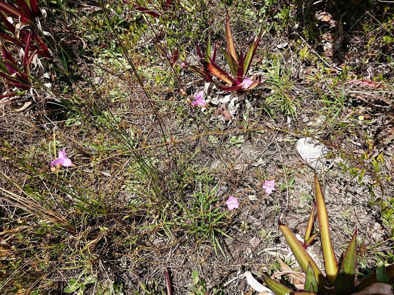 Coastal Plain False Foxglove