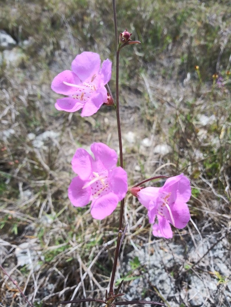 Coastal Plain False Foxglove photo 2