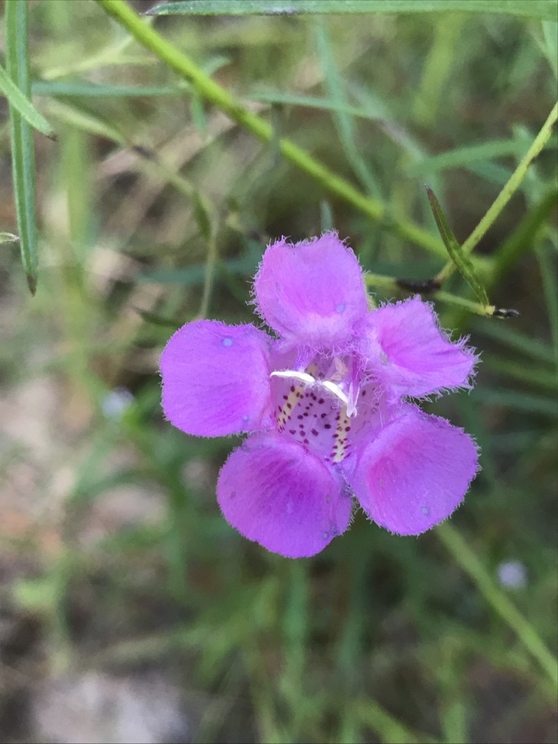 Coastal Plain False Foxglove photo 3