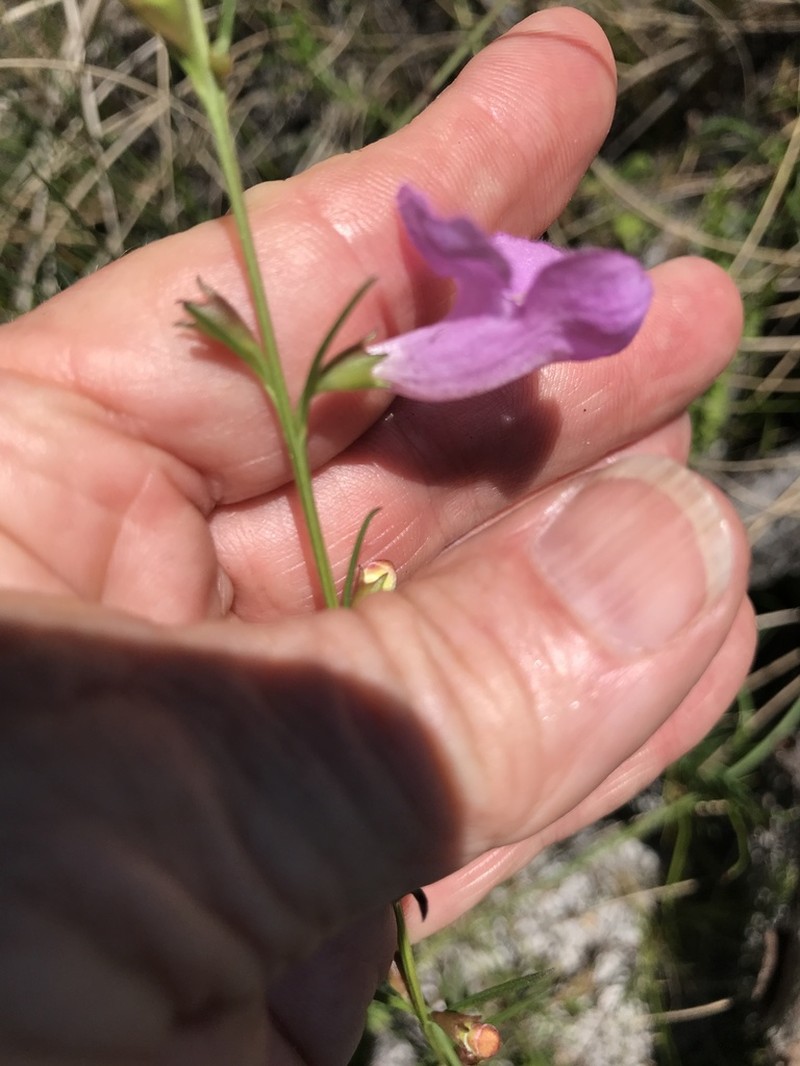 Coastal Plain False Foxglove photo 4