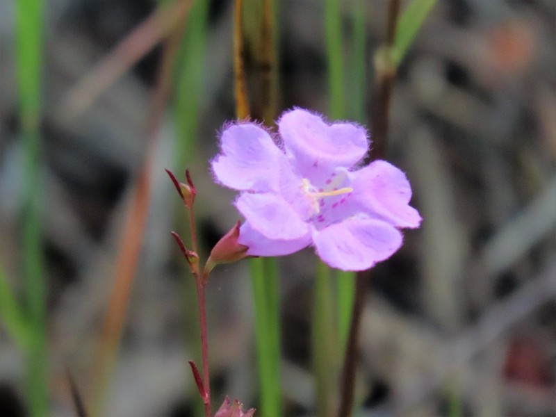 Coastal Plain False Foxglove photo 5
