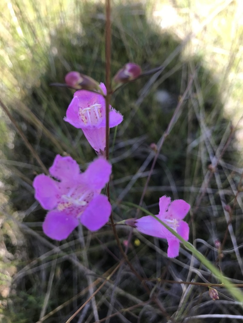 Coastal Plain False Foxglove photo 6