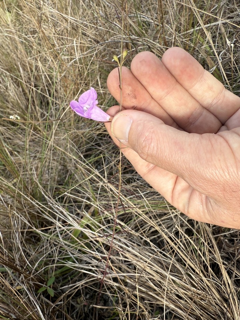 Coastal Plain False Foxglove photo 7