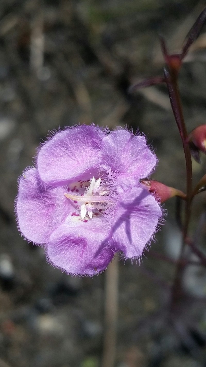 Coastal Plain False Foxglove photo 8