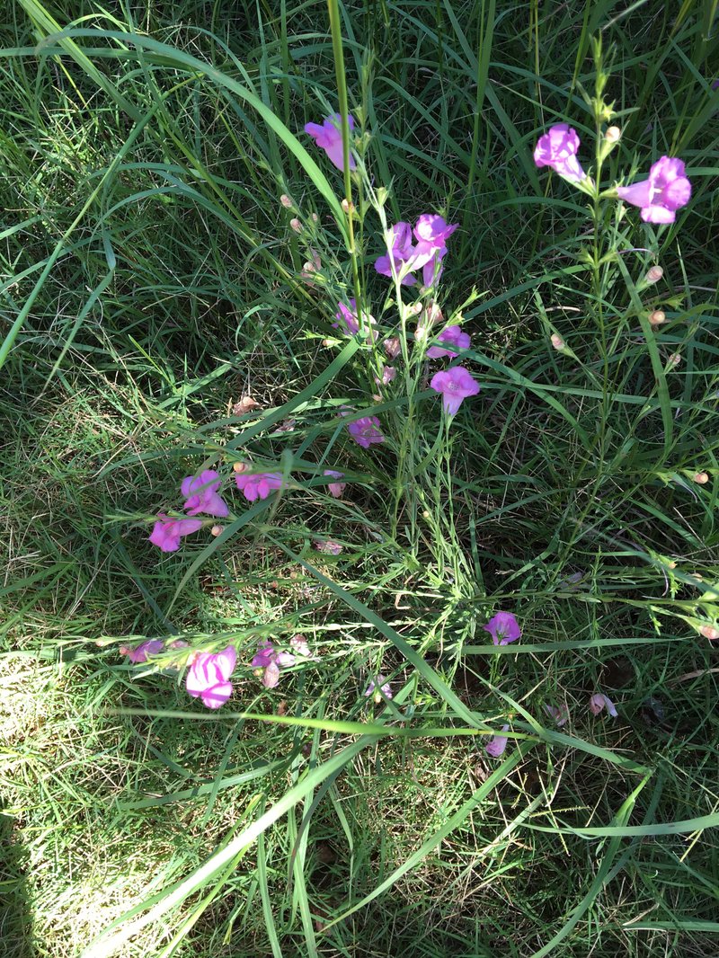 Prairie False Foxglove