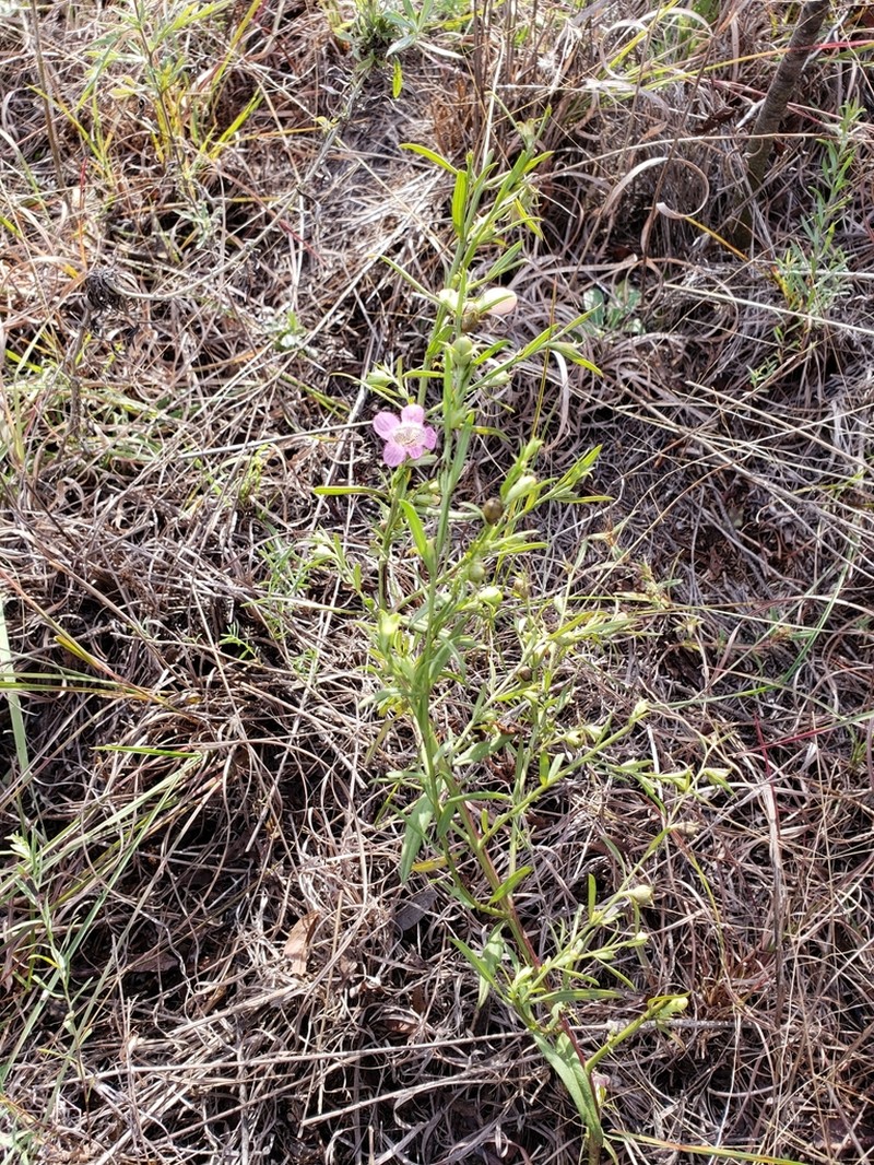 Prairie False Foxglove photo 3